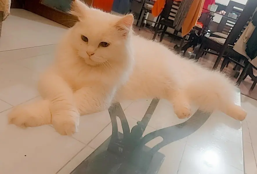 Persian Male 9months — photo 3