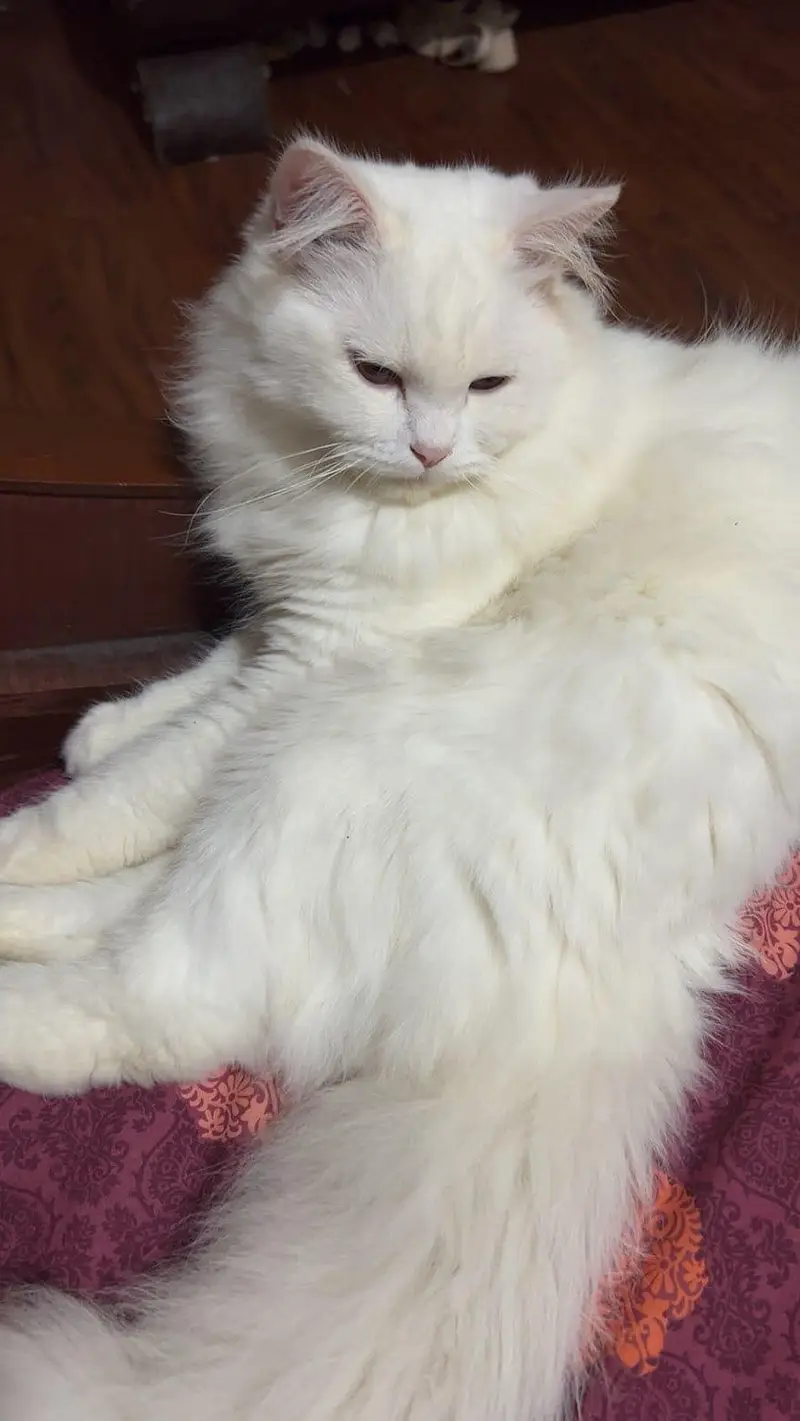 Persian Male 9months — photo 4