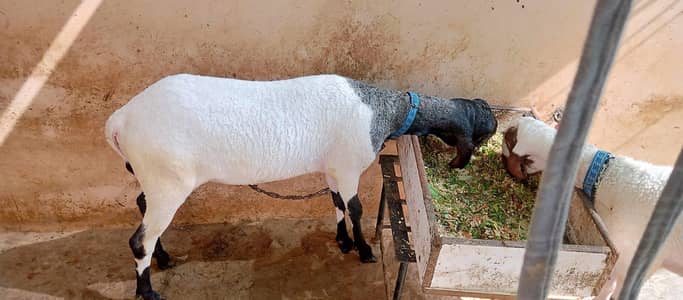 2 Male Dumba,s