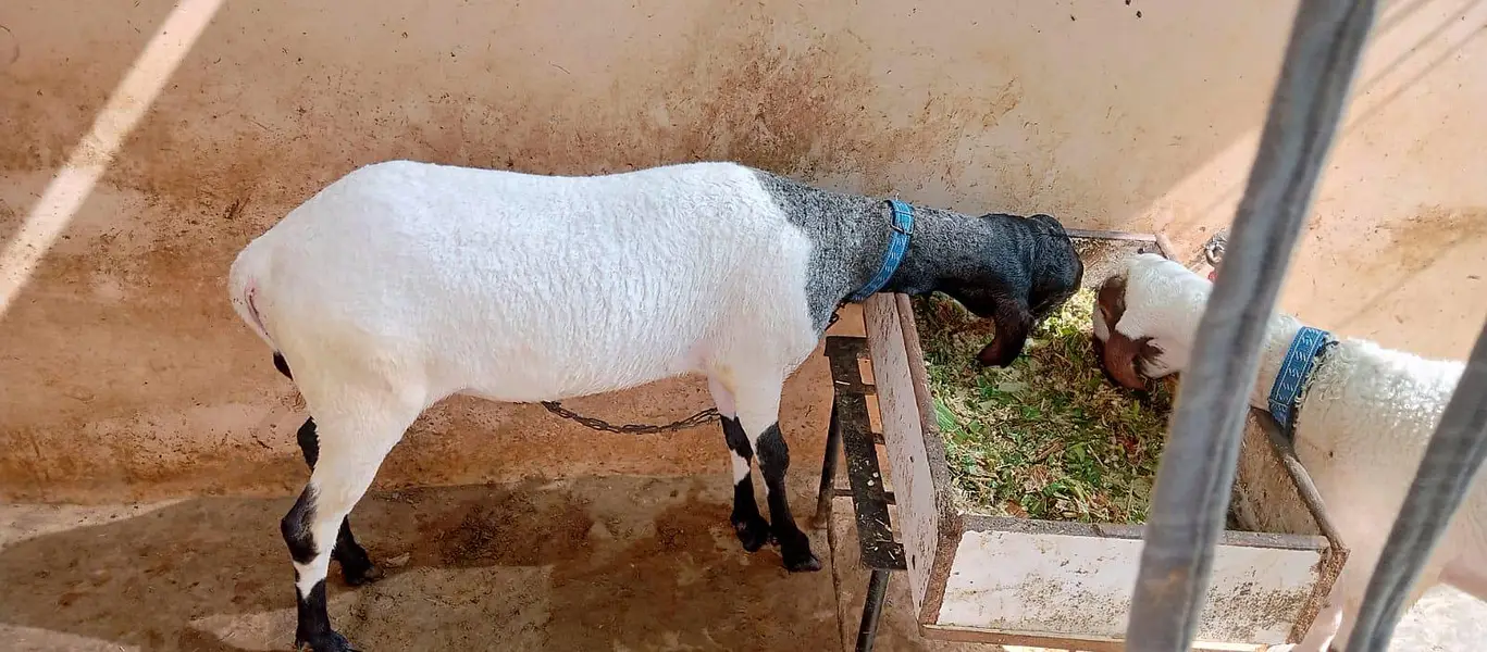 2 Male Dumba,s