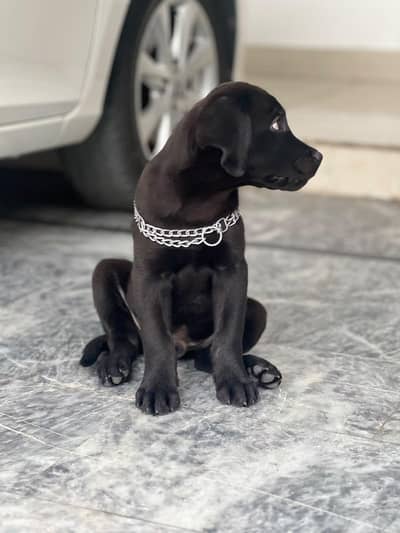 extreme quality lap pup available  split to jet black heavy bone