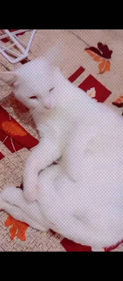 catoo