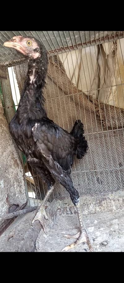 high quality muska chick for sale