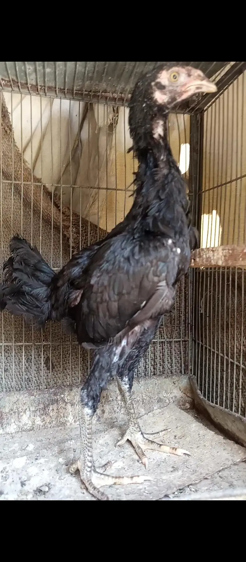 high quality muska chick for sale — photo 2