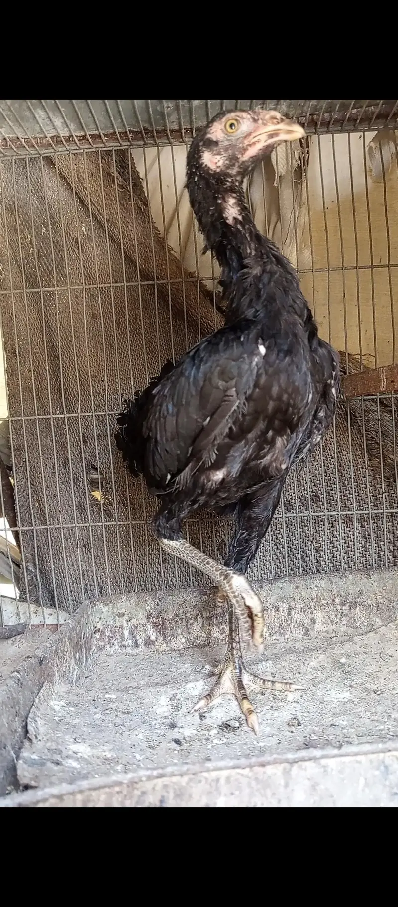high quality muska chick for sale — photo 3