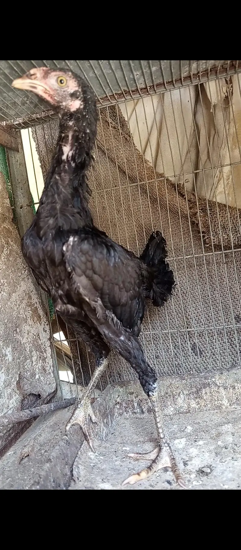 high quality muska chick for sale — photo 4