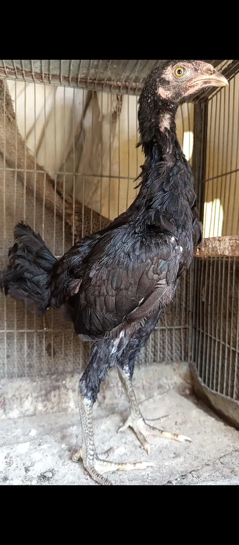 high quality muska chick for sale — photo 6