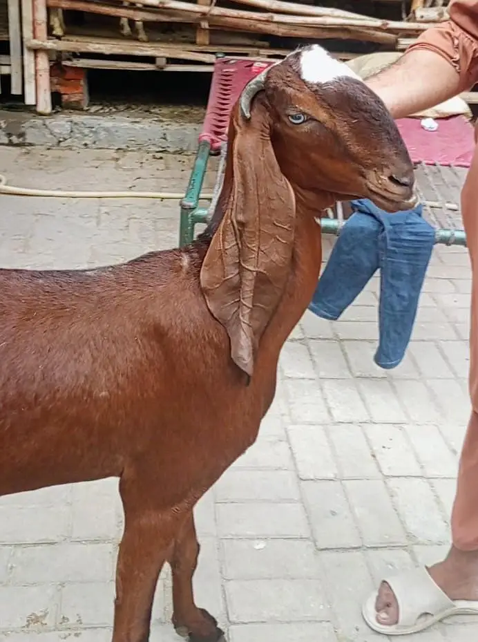 Two month cross Beetal Goat for sale — photo 3