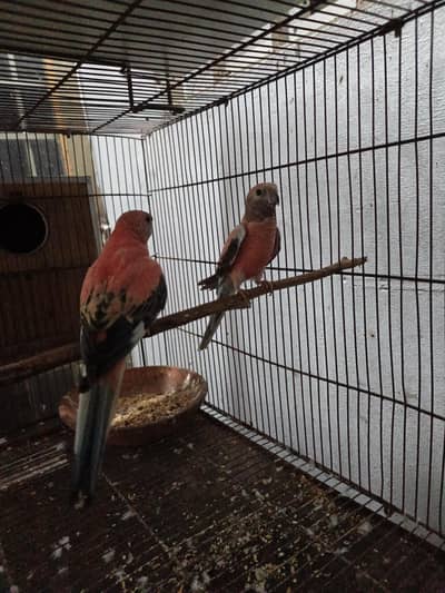 Rosa burki breeder pair and fawn jawa breeder pair