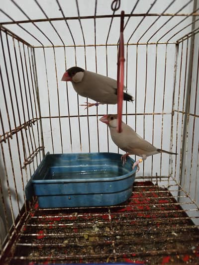 fawn jawa breeder pair price 6k