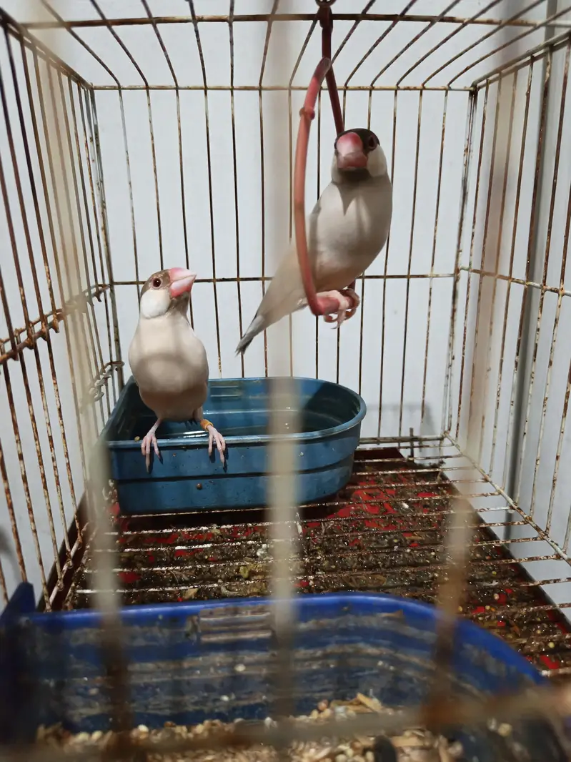 Rosa burki breeder pair and fawn jawa breeder pair — photo 4