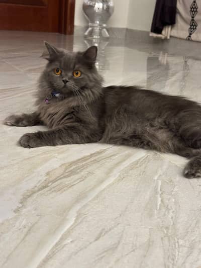 Triple Coat Persian Female Cat