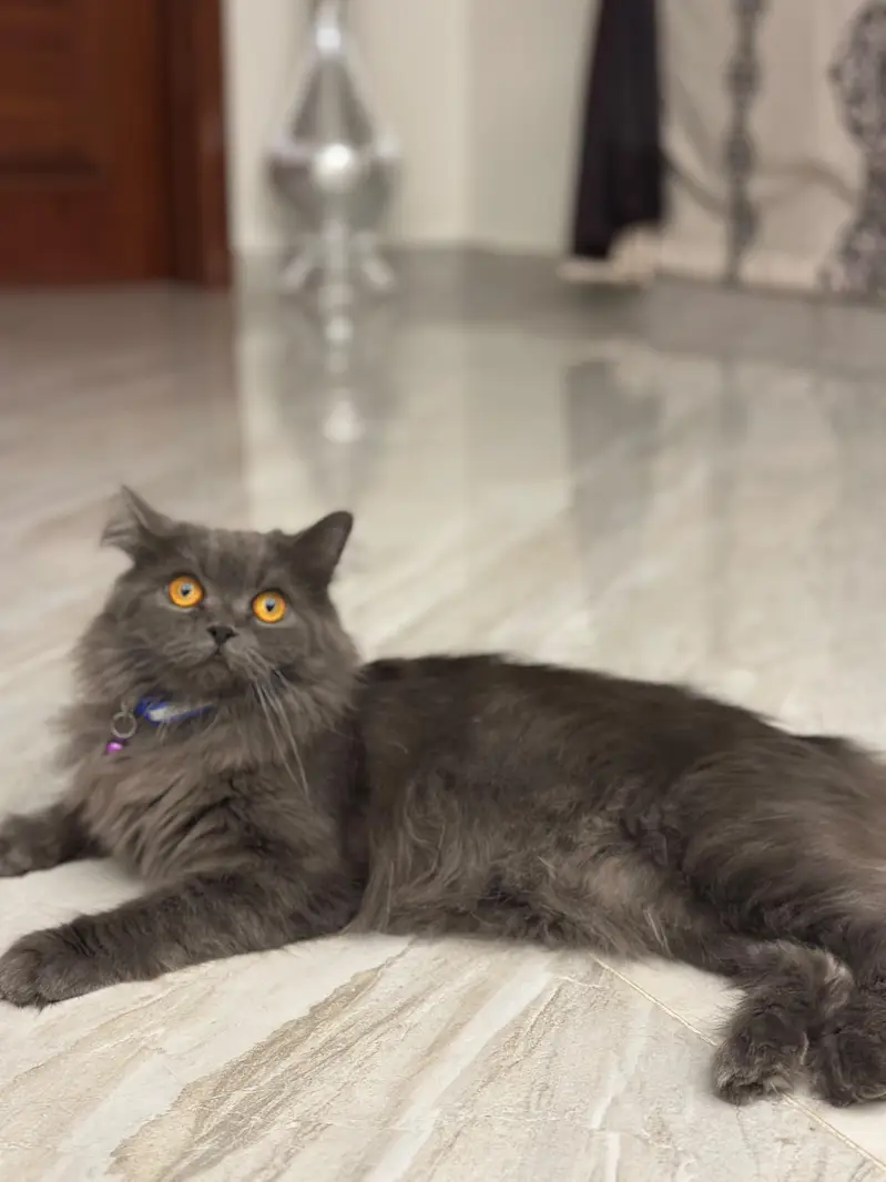Triple Coat Persian Female Cat — photo 2