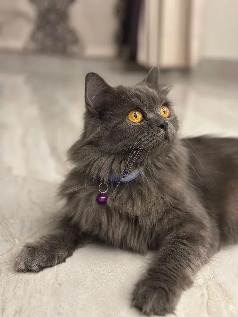 Triple Coat Persian Female Cat — photo 3