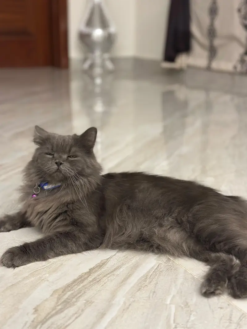Triple Coat Persian Female Cat — photo 4