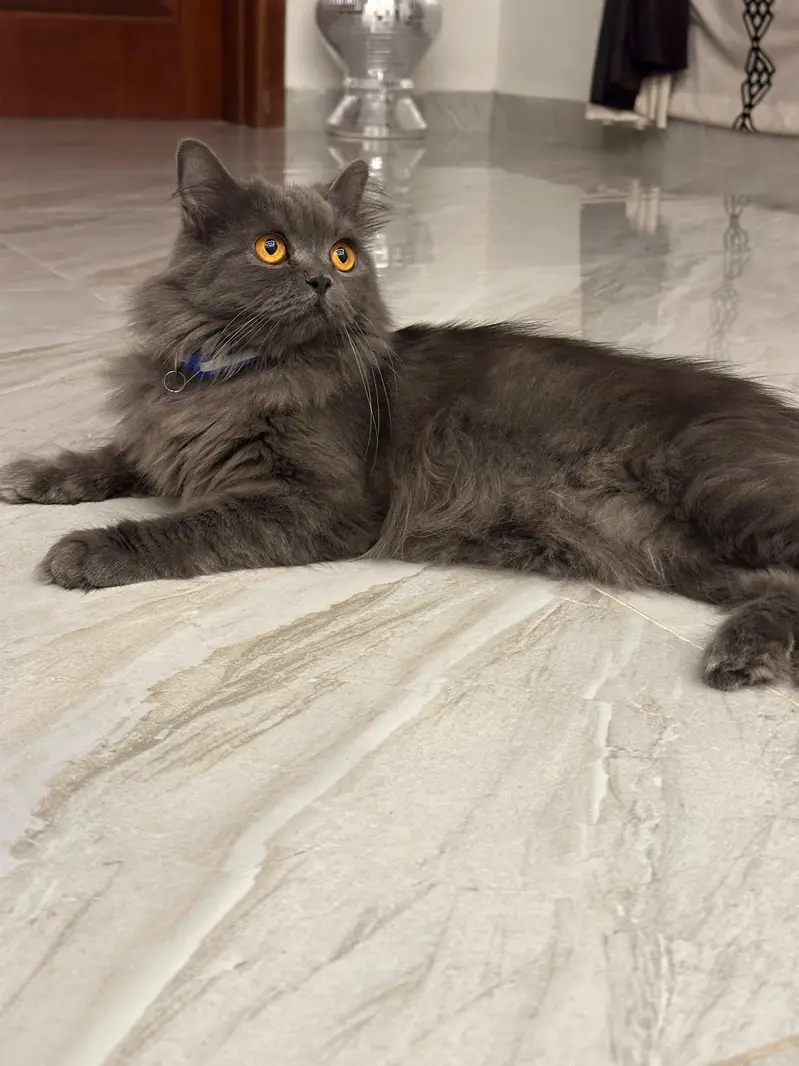 Triple Coat Persian Female Cat — photo 5