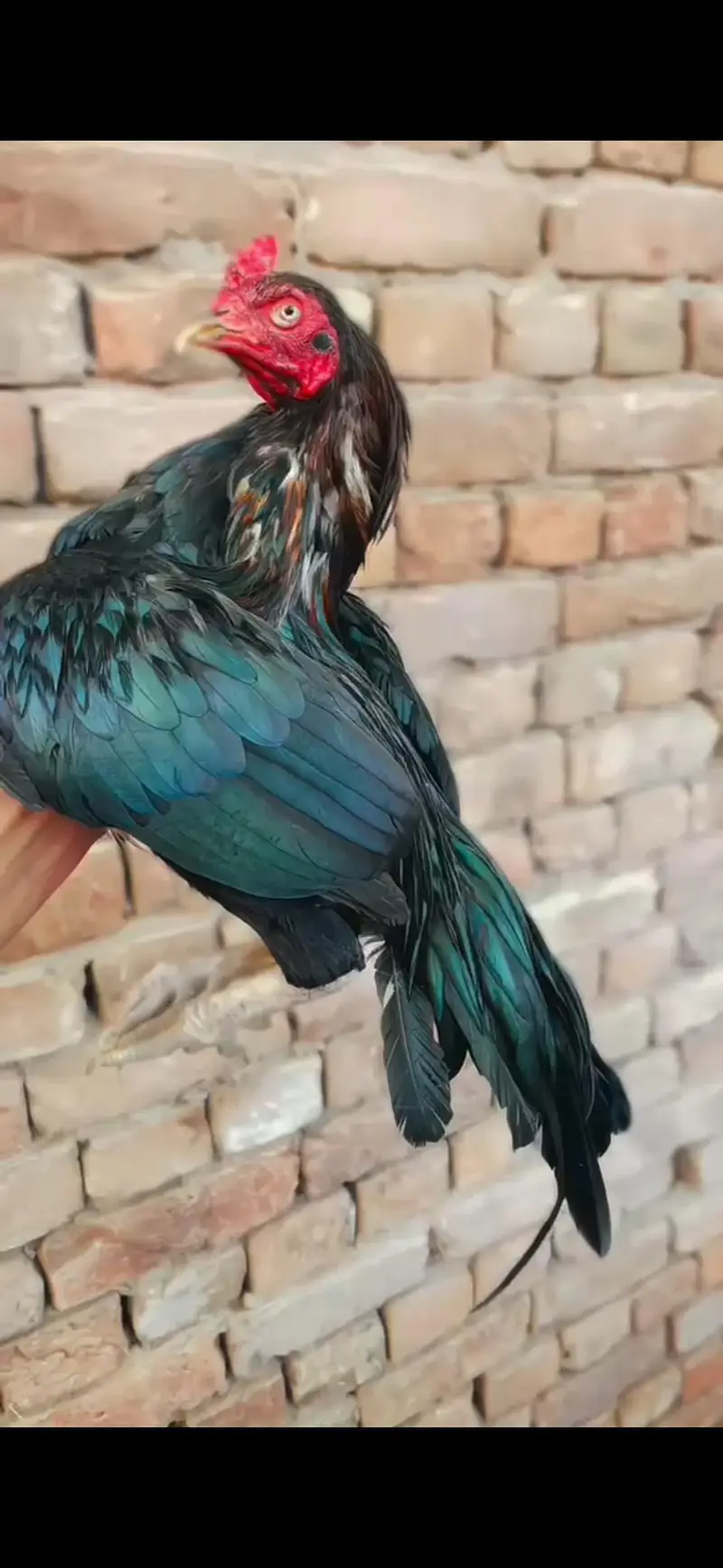 mushka lasani mianwali ka mazbot prinda hai — photo 2