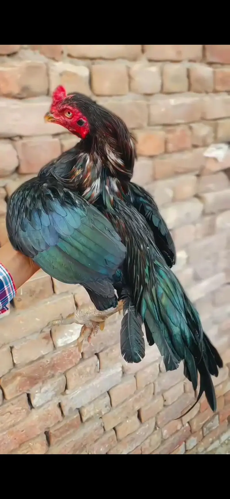 mushka lasani mianwali ka mazbot prinda hai — photo 3