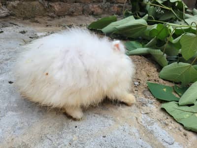 Breader pure Angora female healthy and active