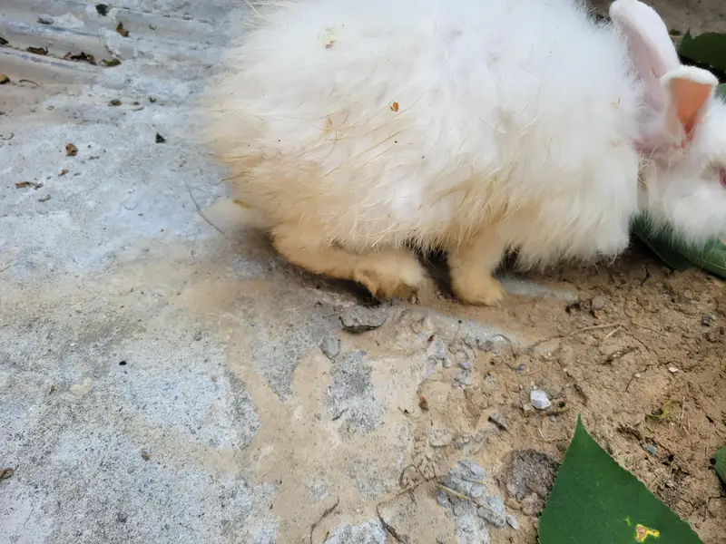 Breader pure Angora female healthy and active — photo 2