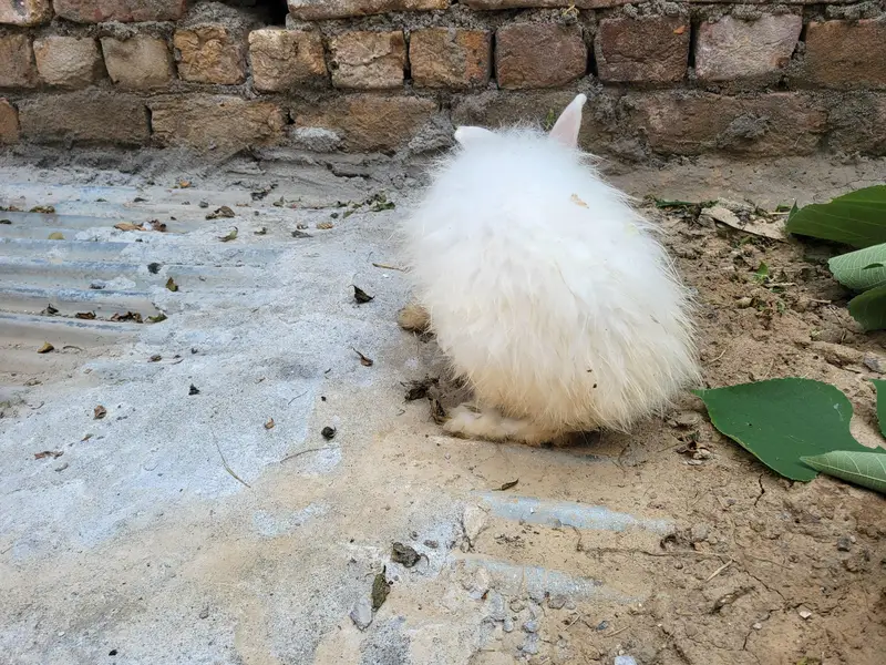 Breader pure Angora female healthy and active — photo 3