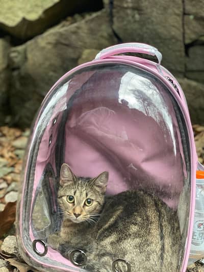 Pink Cat Carrier Backpack | Transparent Pet Travel Bag |