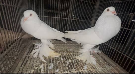 White Pouter Breeder pair