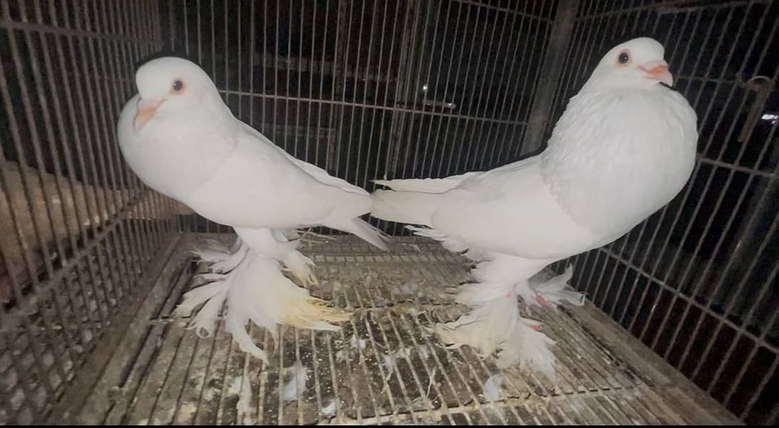 White Pouter Breeder pair 0