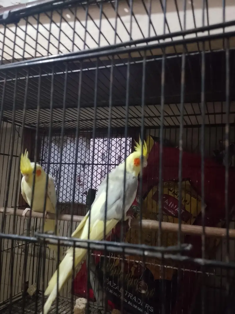 cream cream pied cockatiel pair — photo 2