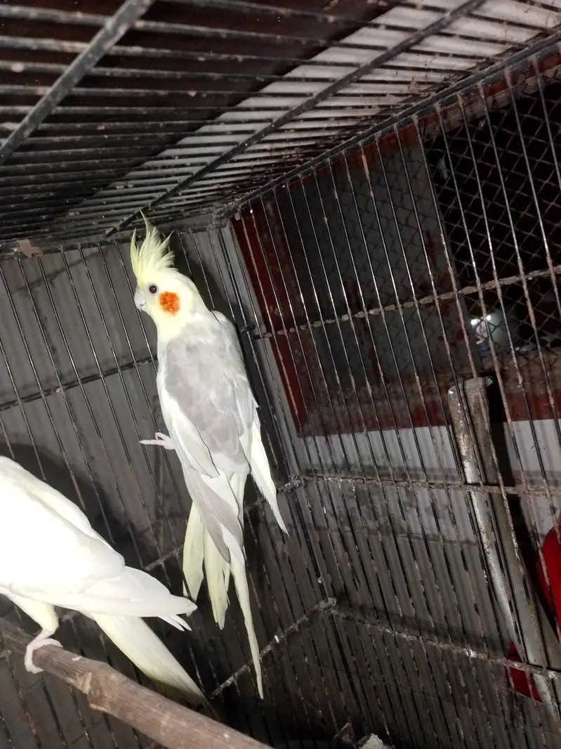 cream cream pied cockatiel pair — photo 4