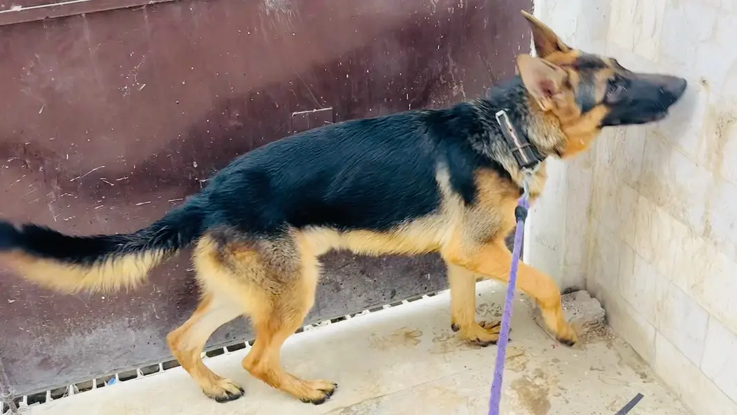 German Shehperd 10 Month Stock Coat Male — photo 5