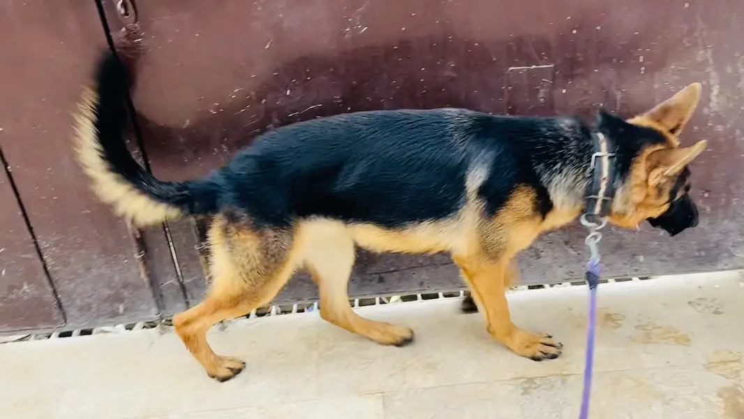 German Shehperd 10 Month Stock Coat Male — photo 3
