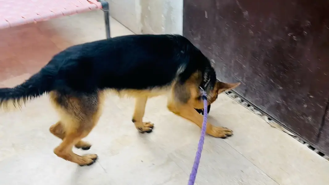 German Shehperd 10 Month Stock Coat Male — photo 4