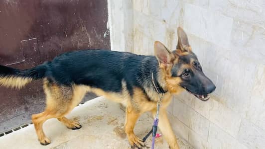 German Shehperd 10 Month Stock Coat Male