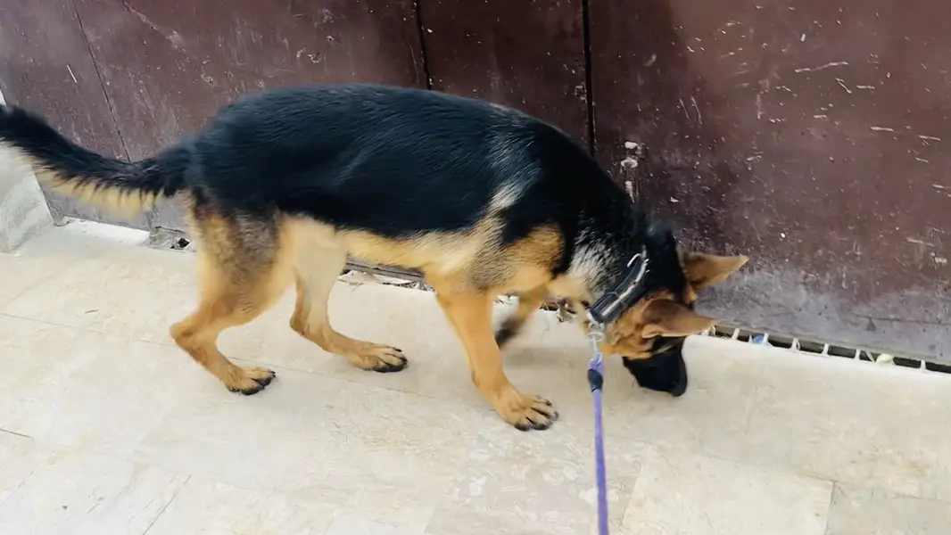 German Shehperd 10 Month Stock Coat Male — photo 6