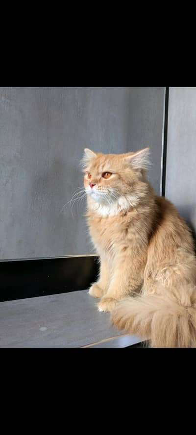 HANDSOME MALE CATE FOR SALE