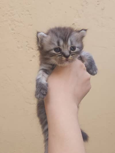 Persian kittens available