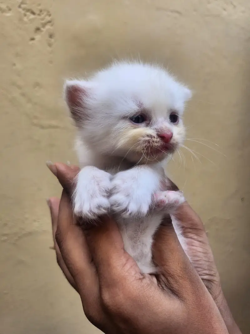 Persian kittens available — photo 2