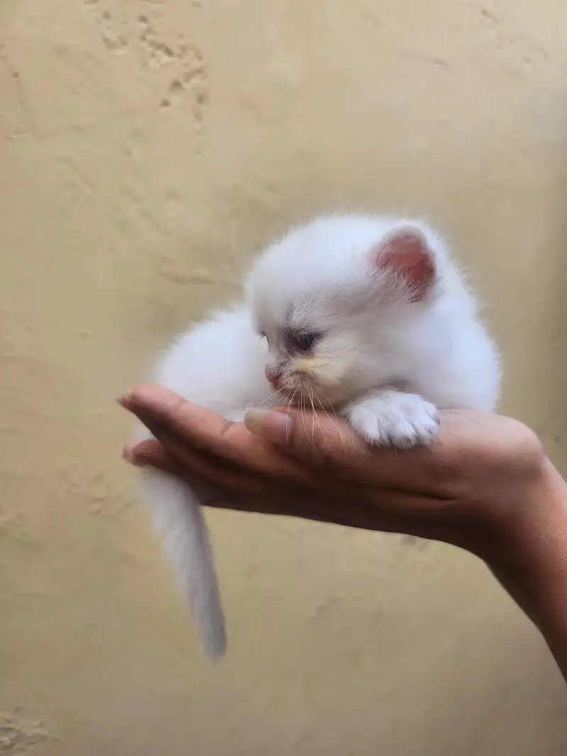 Persian kittens available — photo 3