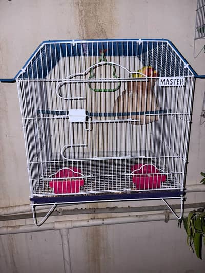 undersize budgies ,lovebirds , ringneck and cage