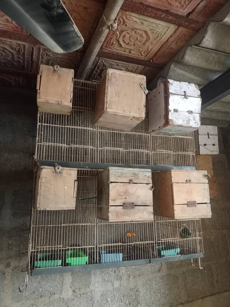 breeding cages 6