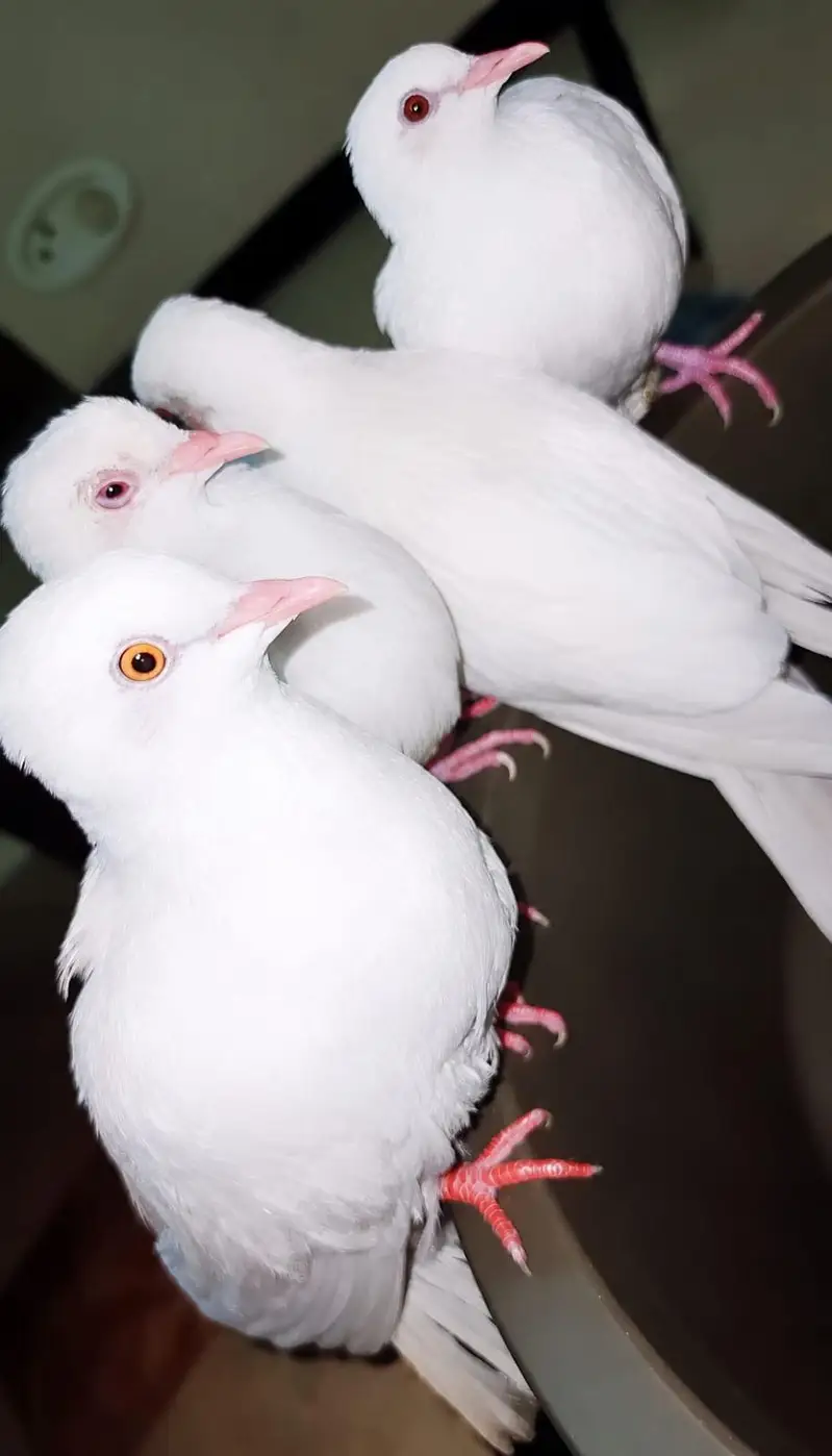 6 portion removable cage with 1 pair love bird and 4khumra for sale — photo 2