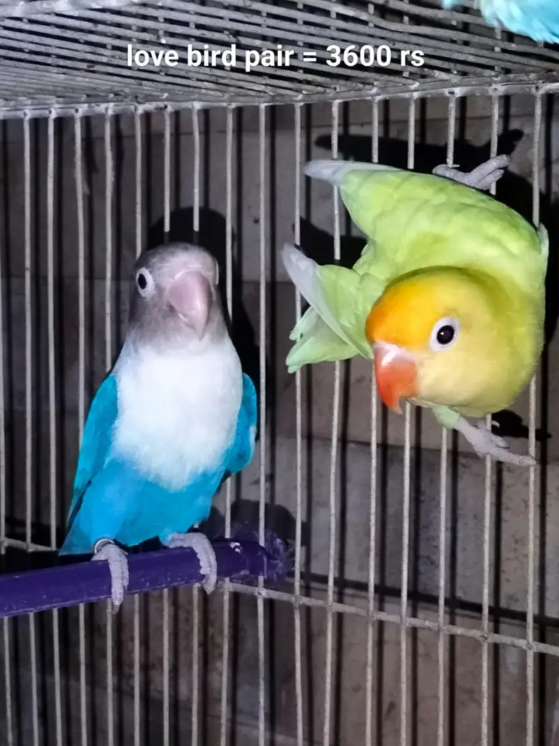 6 portion removable cage with 1 pair love bird and 4khumra for sale — photo 3