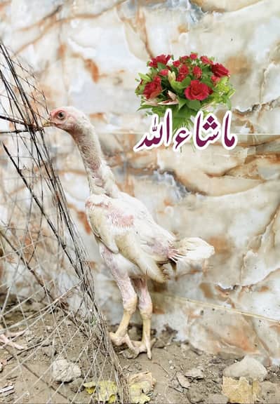 SHAMO MALE CHIK FOR SALE