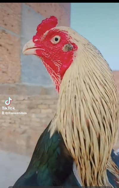 Aseel homebreed pure bloodline pure java 03145489284 WhatsApp