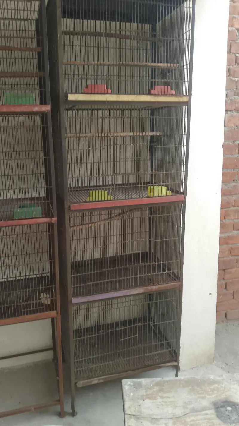 3, cage for sale  per cage final 7500 — photo 7
