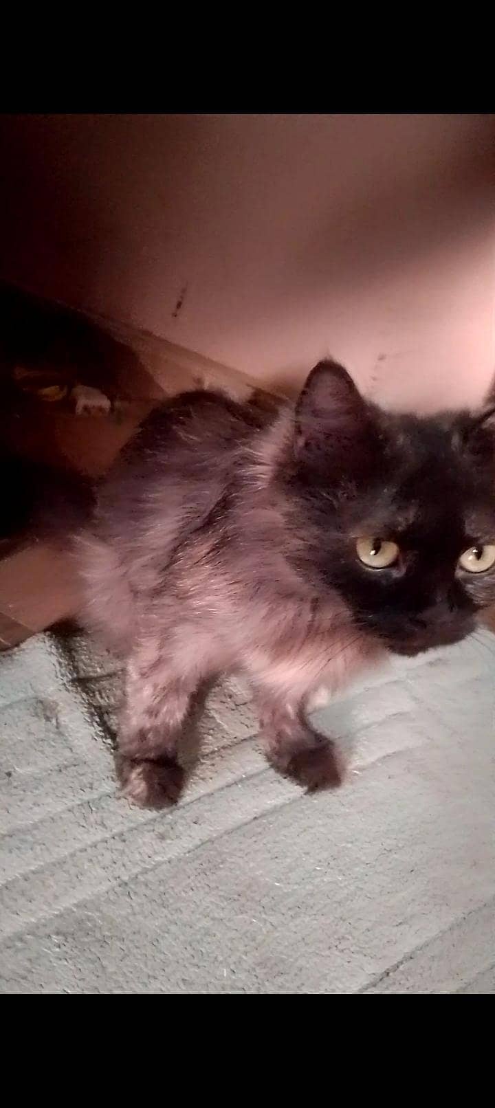 10 month cat 0