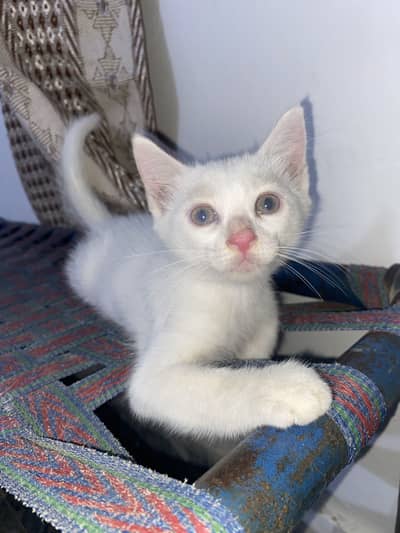 Persian kittens