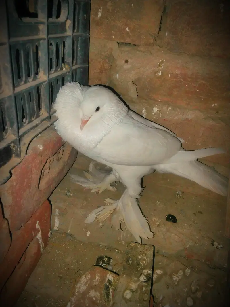 pigeon for sale 1000 par pic kami bashi ho jay gi