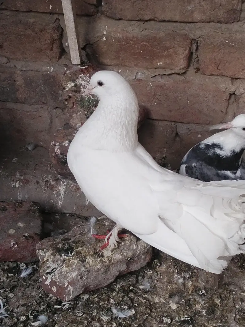 pigeon for sale 1000 par pic kami bashi ho jay gi — photo 2